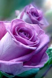 In ancient greece, they were associated with the goddess of love and beauty, aphrodite. Quotes About Purple Roses Quotesgram