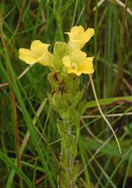 Image result for Alectra sessiliflora