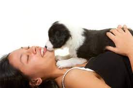 All About The Border Collie S Price Are They Expensive Bordercolliehealth