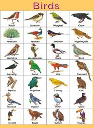 Birds Name Chart Birds Pictures With Names Birds Name