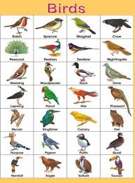 birds name chart birds pictures with names birds name