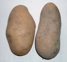 Image result for Solanum tuberosum
