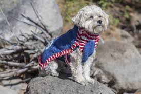 It's fast and easy to knit, and would make a wonderful gift for a new baby. Stitch Mountain Team Usa Dog Sweater Free Knitting Pattern At Jimmy Beans Wool