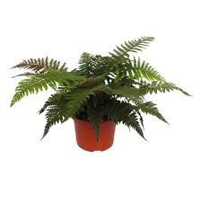 Image result for Polystichum sinense