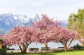 Cherrytree for windows free download: Home Depot Is Selling Ready To Plant Cherry Blossom Trees For Just 39