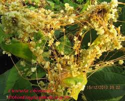 Image result for Cuscuta hyalina
