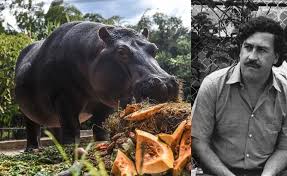 Pablo is a spanish male name. Die Koks Flusspferde Von Pablo Escobar Welt Vol At