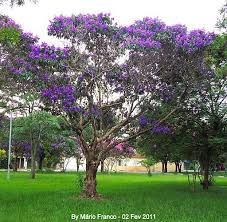 Cao De Pequeno Porte De Origem Mexicana Meu Cantinho Verde Quaresmeira Tibouchina Granulosa Arvore Quaresmeira Plantas Ornamentais Sobre Plantas