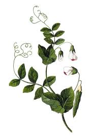 Image result for Pisum sativum