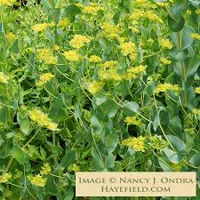 Image result for Lythrum rotundifolium