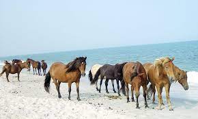 The Saltwater Ponies Cowgirl Magazine