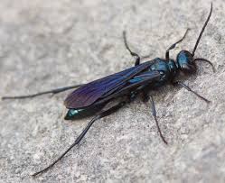 Black And White Wasp Identification Blue Black Spider Wasp Chalybion Californicum Wasp Wasp Insect Bees And Wasps