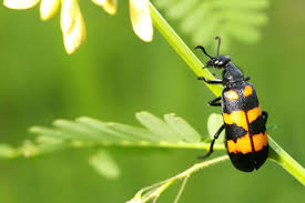 Even fish emulsion spray may prove useful to eliminate potato bugs. Blister Beetles How To Identify And Control This Toxic Pest