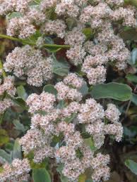 Image result for Eriospermum roseum