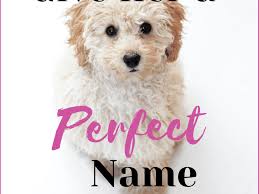 Have you ever struggled with finding a name that the. 300 Unique Female Dog Names By Category Pethelpful