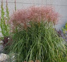 Image result for Miscanthus violaceus