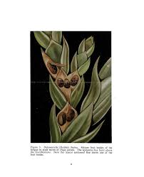 Image result for didymascella thujina