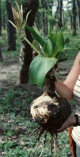 Image result for Crinum crassicaule