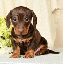Rehome buy and sell, and give an animal a forever home with preloved! Dachshund Puppies Ohio