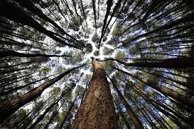  Huntan Pinus Mangunan Imogiri3 Gambar Hutan Hutan Pemandangan