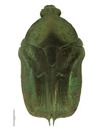 Image result for Phragmanthera proteicola