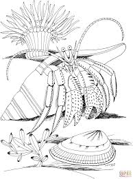 Hermit Crab And Shell Coloring Page Free Printable Coloring Pages In 2020 Dover Coloring Pages Ocean Coloring Pages Coloring Pages