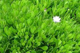 Image result for Afroqueta capensis