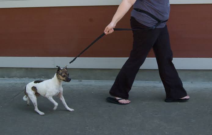 Resultado de imagen para walking leash dogs"