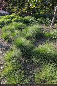 Image result for Sporobolus