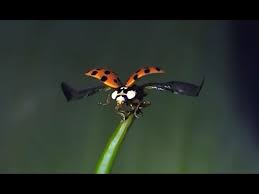 These mammals in the genus cynocephalus are native to southeast asia and are about the size of a house cat. Ladybug Flying In Slow Motion Very Cool To Watch Amazing Slow Motion Of Ladybug Youtube