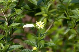 Image result for Pseudomussaenda