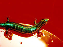 If you have a problem with lizards sneaking into your house, green pest services can help you with this. Keeping Lizards Indoors For Pest Control Dengarden