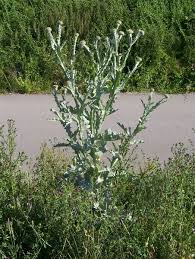 About the author last season i felt i did not just want to eradicate thistles in my garden but i could not find any useful information what to do with them! Onopordum Acanthium Wikipedia