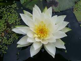 Check spelling or type a new query. National Flower Of Guyana Water Lily Lily Flower Medicinal Wild Plants Lily Images