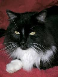 Please take a look and see if this is a warranted assessment. Pin On Tuxedo Kitties