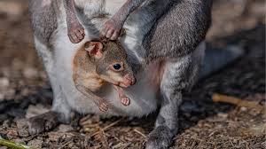 Chester Zoo Rare Baby Wallaby Emerges From Mother S Pouch Bbc News