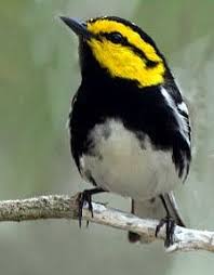 Identification Birds Of Texas Hill Country Pin On Birds