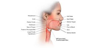 This article describes the anatomy of the head and neck of the human body, including the brain, bones, muscles, blood vessels, nerves, glands, nose, mouth, teeth, tongue, and throat. Physiology And Anatomy Head And Neck The Final Exam Practice Test Proprofs Quiz