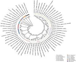 Image result for Plicosepalus sagittifolius
