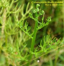 Image result for Ceratopteris thalictroides