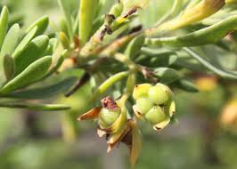 Image result for Surianaceae