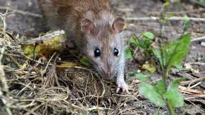 Los werden können sie die nager nur, indem sie die nahrungsfindung erschweren, beziehungsweise verhindern, oder die bekämpfung des. Mit Ultraschall Gegen Ratten Mause Wirksamkeit Im Test Erfahrungen