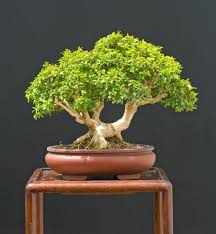 Pin Von Karl Bartholomew Auf Garden Bonsai Bonsai Baum Bonsai Buchsbaum