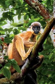 Organisms that are indigenous to a place are not endemic to it if they. 20 Endemic Animal Species Found In Northeastern Part Of India Kaziranga Org