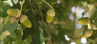 It has leaves on long stalks, with the acorn cups on long stalks whereas the durmast oak has long. Acorn Oak Tree Fruit Nature Forest Green Tree Fruit Oak Fruit Genus Branch Pikist