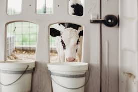 Milk feeding options for the first two weeks of life, calves receive most of their nutrition from milk. Calves Denkavit