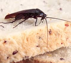 Godrej pest control is a leading pest control provider company based in new delhi which provides pest solutions for general pest control, cockroach pest control, bed bugs pest control, rodent control, termite control, mosquito prevention treatment. Aman Pest Control