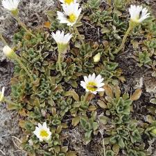 Image result for Brachycome mossambicensis