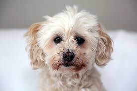 Find a ged testing center near you and see where you can take the ged test. The Itchy Dog Part 2 The Fear Free Canine Dermatology Exam