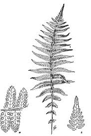 We would like to show you a description here but the site won't allow us. How To Know The Ferns 7th Ed Group Vi Wikisource The Free Online Library